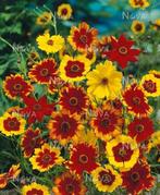 Nr 16/ zaad Meisjesogen - Coreopsis tinctoria kleurenmix bio, Ophalen of Verzenden, Voorjaar, Volle zon, Zaad