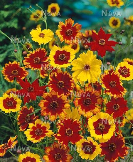 Nr 16/ zaad Meisjesogen - Coreopsis tinctoria kleurenmix bio, Tuin en Terras, Bloembollen en Zaden, Zaad, Voorjaar, Volle zon