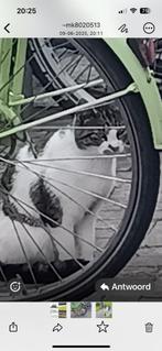 Gevonden kat, Dieren en Toebehoren, Kat