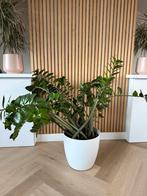 Zamioculcas Zamiifolia (ZZ Plant) in pot, Ophalen, Volledige schaduw, Overige soorten, In pot