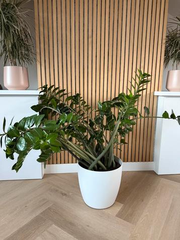 Zamioculcas Zamiifolia (ZZ Plant) in pot beschikbaar voor biedingen