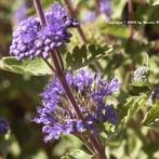 Caryopteris incana, Ophalen