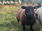Te koop: kruising texelaar keer bonte ram, Dieren en Toebehoren, Mannelijk, Schaap, 0 tot 2 jaar