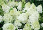 Pluimhortensia's 'Polar Bear', Tuin en Terras, Ophalen of Verzenden, Hortensia, Struik, Minder dan 100 cm