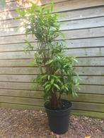 Dracaena surculosa, Huis en Inrichting, Kamerplanten, Ophalen, 100 tot 150 cm, Overige soorten, Halfschaduw