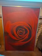 Rode roos ingelijst, Huis en Inrichting, Ophalen, Minder dan 50 cm, Foto of Poster, Minder dan 50 cm