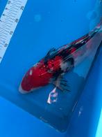 45 cm Showa, Karper of Koi