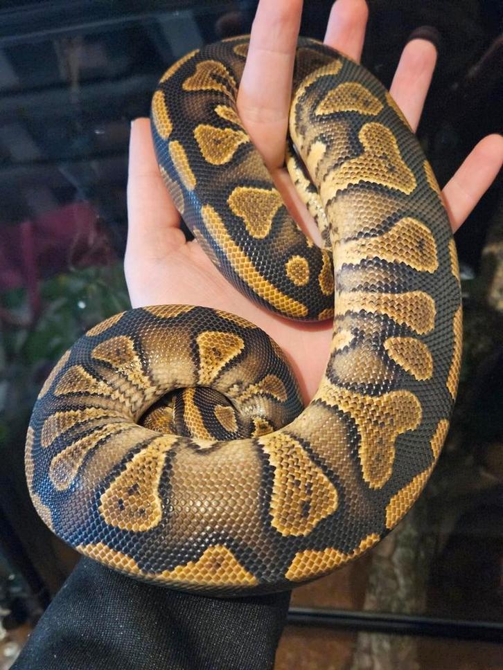 Koningspython- ballpython- python regius