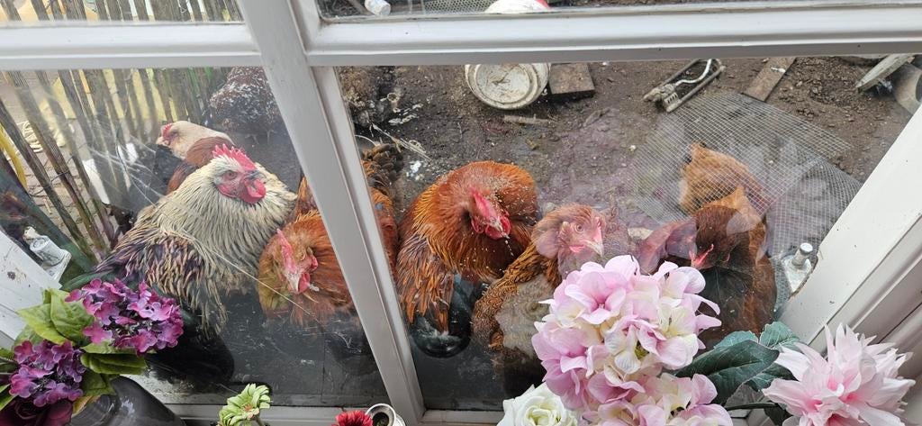 Orpington haan, Dieren en Toebehoren, Mannelijk, Kip