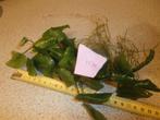 Aquariumplant Anubias [ 3 ], Ophalen of Verzenden, Nieuw, Plant(en), Steen of Hout