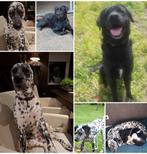 Dalmador pups, Dieren en Toebehoren, Overige rassen, Meerdere, Meerdere dieren, 3 tot 5 jaar