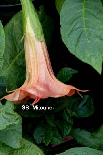 Brugmansia Stekken beschikbaar voor biedingen