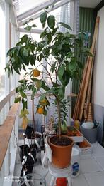 Rode sinaasappel, Huis en Inrichting, Ophalen of Verzenden, Cactus, Volle zon, Minder dan 100 cm