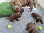 Choco shihpoo pups nestje verwacht, 8 tot 15 weken, Teef, Eén hond, Klein