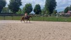 Super lieve 16 jarige Welsh B-pony, Dieren en Toebehoren, Pony's, Merrie, Gechipt, B pony (1.17m tot 1.27m), 11 jaar of ouder