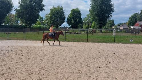 Super lieve 16 jarige Welsh B-pony, Dieren en Toebehoren, Pony's, Merrie, B pony (1.17m tot 1.27m), Recreatiepony, 11 jaar of ouder