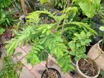 Albizia Julibrissin (Perzische slaapboom), Tuin en Terras, Planten | Bomen, 100 tot 250 cm, Dakboom, Zomer, Ophalen