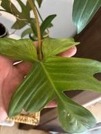 Philodendron Florida Beauty Ghost