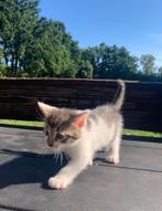 Werkelijk weer prachtige Ragdoll x Maine coone x HSK mix, Dieren en Toebehoren, Katten en Kittens | Raskatten | Korthaar, Meerdere dieren