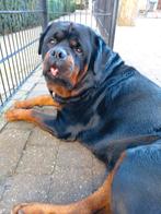 Dekreu, Dieren en Toebehoren, Honden | Bulldogs, Pinschers en Molossers, België, Particulier, Rabiës (hondsdolheid), Reu