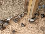 Chinese Dwergkwartels, Dieren en Toebehoren, Vogels | Overige Vogels, Mannelijk, Tropenvogel