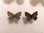 Groentje - Callophrys rubi, Ophalen of Verzenden, Nieuw, Opgezet dier