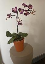 Kunst Orchidee - Warme Kleur, Ophalen of Verzenden, Nieuw, Binnen