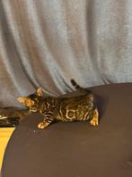 Bijzonder mooi bengaal bengaalse kittens, Dieren en Toebehoren, Katten en Kittens | Raskatten | Korthaar, Meerdere dieren, 0 tot 2 jaar