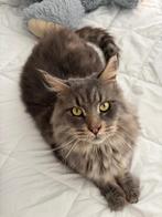 Maine coon katter, Dieren en Toebehoren, Katten en Kittens | Raskatten | Langhaar, Kater