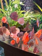 Discus vissen 7 cm, Dieren en Toebehoren