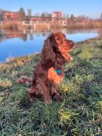 Golden Cocker Spaniel dekreu – raszuiver, DNA getest, Reu, 1 tot 2 jaar, Parvo, Eén hond