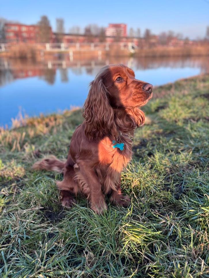 Cocker Spaniel (Golden) dekreu – raszuiver, DNA getest, Dieren en Toebehoren, Honden | Dekreuen, Reu, Particulier, Eén hond, Nederland