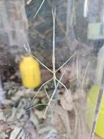 Nimfen Medauroidea extradentata
Blue