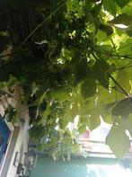 Wie wil onze druiven oogst straks #druivensap DIY, Ophalen