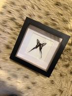 Opgezette Green Dragontail (Lamproptera meges) - Taxidermie, Dieren en Toebehoren, Bijen