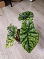 Alocasia Sinuata Variegata, Ophalen of Verzenden, Halfschaduw, Minder dan 100 cm