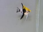 Maanvis koi goudkop redcheek (Pterophyllum scalare), Vis, Zoetwatervis, Schoolvis