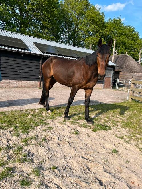 Leuke franse draver!, Dieren en Toebehoren, Paarden, Ruin, Niet van toepassing, 165 tot 170 cm, 7 tot 10 jaar, Recreatiepaard