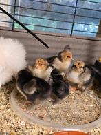 Brahma kuikens goud zwart gezoomd, Dieren en Toebehoren, Pluimvee, Geslacht onbekend, Kip