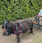 Meest schattige tuig voor je (mini)shetlander!, Ophalen of Verzenden, Zo goed als nieuw, Overige soorten