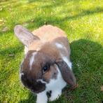 Een hele mooie lieve prachtige minilop ram., Mannelijk, Klein, Hangoor, 0 tot 2 jaar