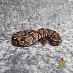 regius mahogany YB/gravel, Dieren en Toebehoren, Slang, Tam, 0 tot 2 jaar