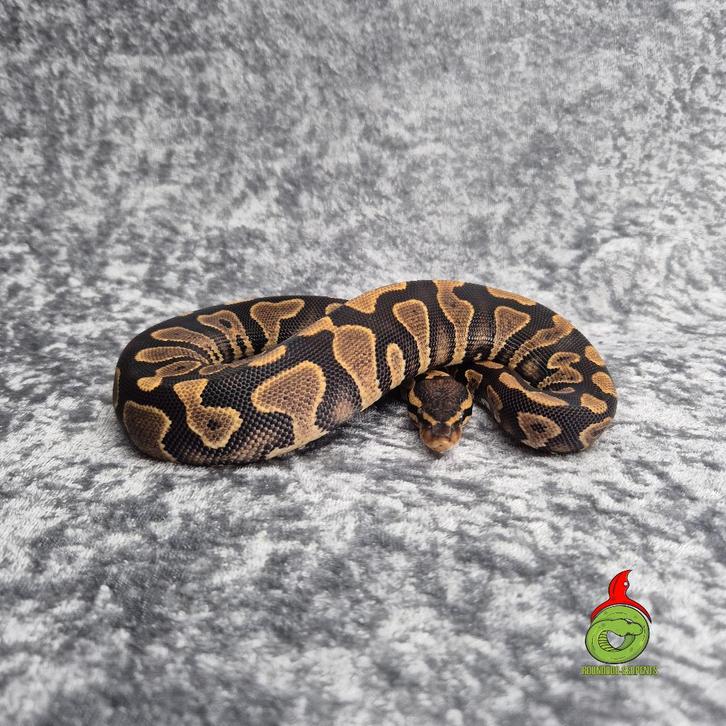 regius mahogany YB/gravel