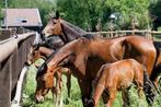 Opfok met aandacht, Dieren en Toebehoren, Stalling en Weidegang, Opfok, 4 paarden of pony's of meer
