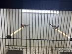 Spitsstaartamadines, Dieren en Toebehoren, Vogels | Overige Vogels, Meerdere dieren, Geringd