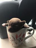 Chihuahua reutje bruin met wit !, Dieren en Toebehoren, Honden | Chihuahua's en Gezelschapshonden, Reu, Meerdere, Chihuahua, Nederland
