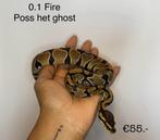 0.1 Fire poss het ghost NK24, Slang