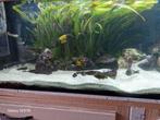 Te koop Tropheus Ikola 15 stuks, Dieren en Toebehoren, Vis