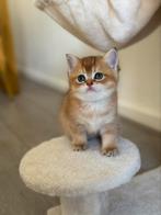 Britse korthaar golden shaded, Dieren en Toebehoren, Katten en Kittens | Raskatten | Korthaar, Poes, Ontwormd