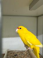 Geelvoorhoofd kakariki’s 2 koppels gele en 1 man zuiver wk, Meerdere dieren, Parkiet
